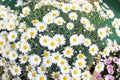 White Oxe-eye daisy May flowers