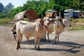 White oxen pulling a wooden cart made of bamboo, serving as taxi, near Mandalay, against a background of green