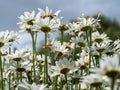 White oxeye daisies in a summer garden