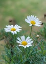 White oxeye daisy flowers on natural background