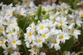 White oxlips Royalty Free Stock Photo