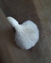 White oyester Mushroom with larvae on its gills