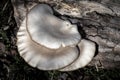 White Oyster Fungi on a Fallen Log in the Forest