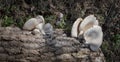 White Oyster Fungi Growing on a Fallen Log