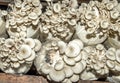 white oyster mushroom in the farm