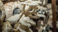 White oyster mushroom farming