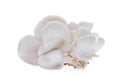 White oyster mushroom isolated on white