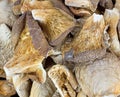 White Oyster Mushrooms Close View