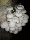white oyster mushrooms in the dark