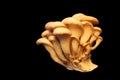 White Oyster Mushrooms for sale background