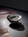 a white oyster is sitting in a dark room with a light