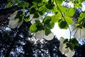 White Pacific Dogwood, Yosemite, Yosemite National Park Royalty Free Stock Photo