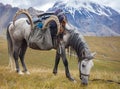 White pack horse with saddle and load is resting on the pass Royalty Free Stock Photo