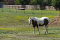 White paint horse with brown belly in pasture Royalty Free Stock Photo