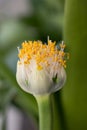 White Paintbrush Haemanthus albiflos close-up of beautiful brush-like flower
