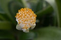 White Paintbrush Haemanthus albiflos close-up of a brush-like white flower