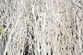 White painted branches Royalty Free Stock Photo