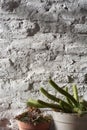 White painted brick wall background texture with plants Royalty Free Stock Photo