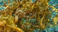 White painted Frogfish is hiding with seaweed, Tulamben, Bali, Indonesia. White juvenile Frogfish on bunch of marine plants in