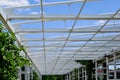 white painted steel pergola and trellis detail in open park. lush green creeper vine plant climbing on the posts Royalty Free Stock Photo