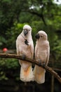 White Pair lovebirds