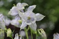 White and lilac Aquilegia flowers, Columbine or Grannys Bonnets flowering in summer Royalty Free Stock Photo