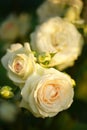 White with pale pink roses grow in the sunny summer garden Royalty Free Stock Photo