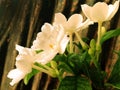 White and pale yellow flowers blooming beautifully on many plants.  with dark brown background Royalty Free Stock Photo