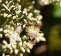 White Palm flowers with bees Royalty Free Stock Photo