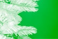 White palm leaves on green background. Copy space, modern background