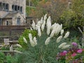 Pampas grass in bloom in cottage garden