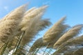 White pampas grass Royalty Free Stock Photo