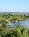 White Pampas grass and flower in the lake