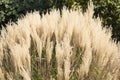 White Pampas Grass