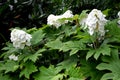 White panicles start upright but eventually lean outward and downward from the plant due to their weight. Foliage turns maroon to