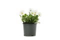 White pansies in flower pot isolated on background