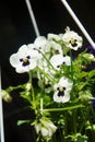 White pansies in the garden picture. pansy bloom