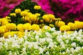 White pansy disambiguation garden flower Royalty Free Stock Photo
