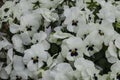 White pansy flowers in a flower bed on a sunny day. Robust and blooming. Garden pansy with white petals. Hybrid pansy