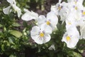 White pansy flowers in spring park