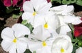 White Pansy flowers. Viola x wittrockiana.