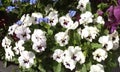 white Pansy or Stepmother Flower