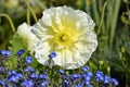 White papaver flower Royalty Free Stock Photo