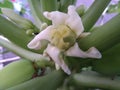 White papaw flower with papaw leaf Shoot.