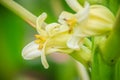 White papaya flowers on treetop. Organic papaya flower on the tr