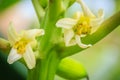 White papaya flowers on treetop. Organic papaya flower on the tr