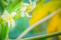 White papaya flowers on treetop. Organic papaya flower on the tr