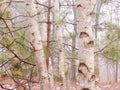 White Paper Birch Tree Trunks With Green Pine Needles Royalty Free Stock Photo