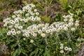 White Paper Daisy or Tall Everlastings Royalty Free Stock Photo