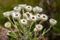 White Paper Daisy or Tall Everlastings Royalty Free Stock Photo
